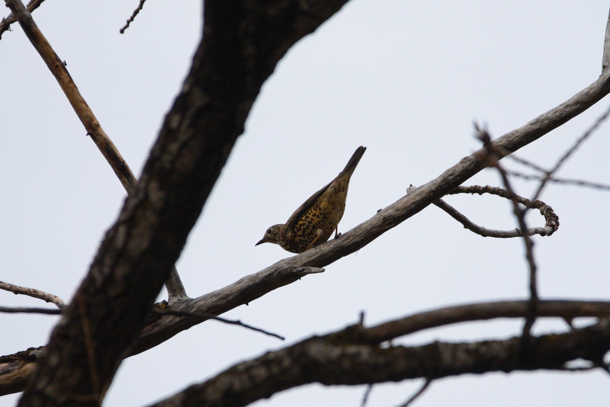 Mistle Thrush - ML627622425