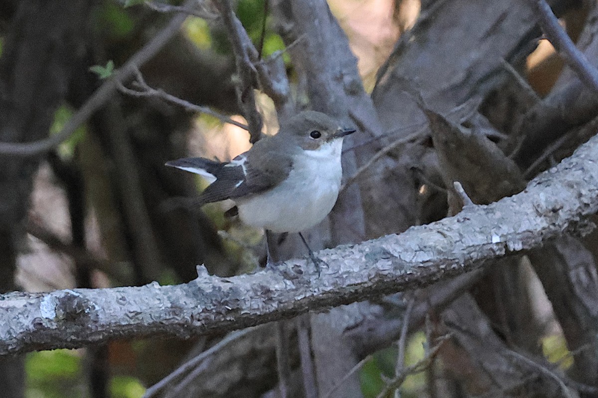 European Pied Flycatcher - ML627622426