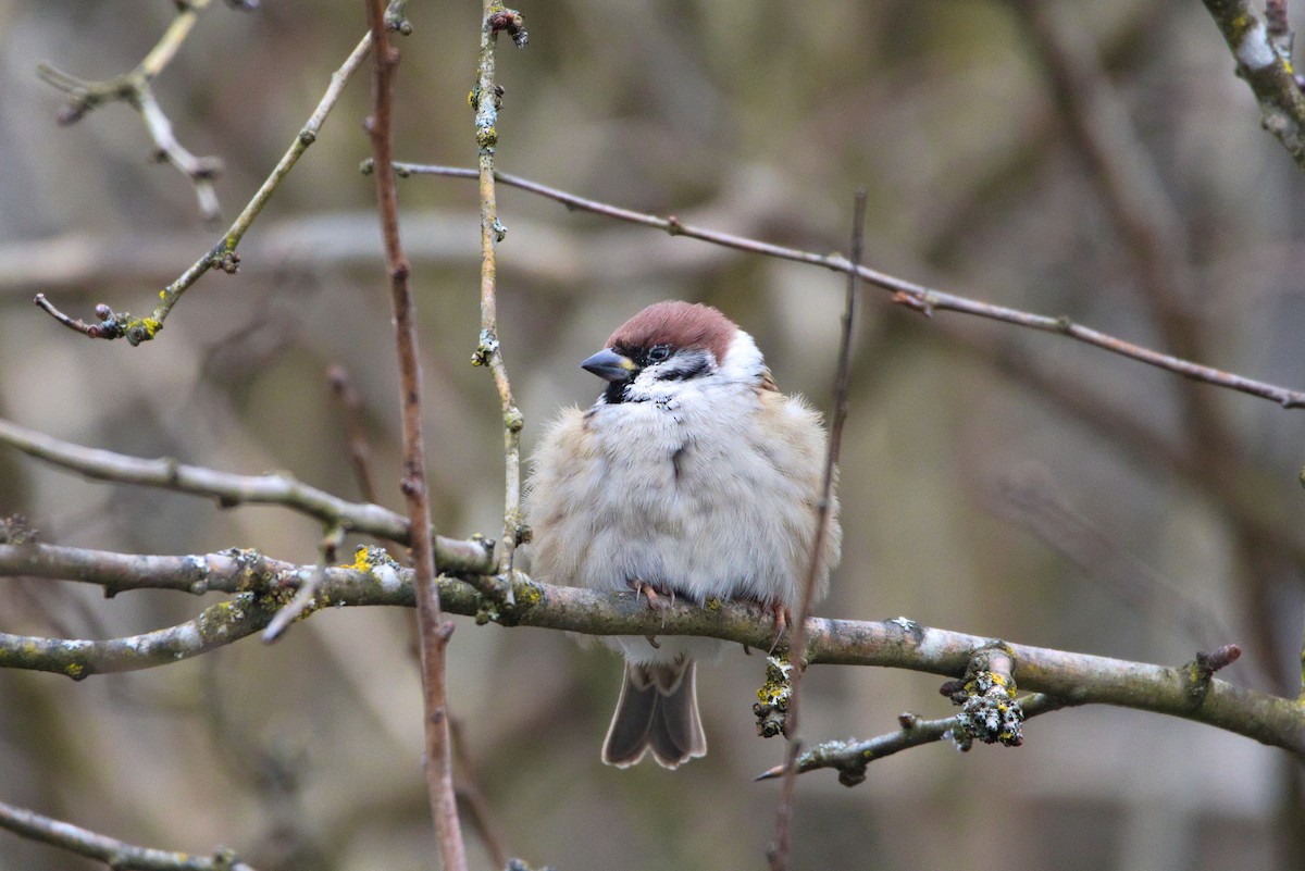 Eurasian Tree Sparrow - ML627622474