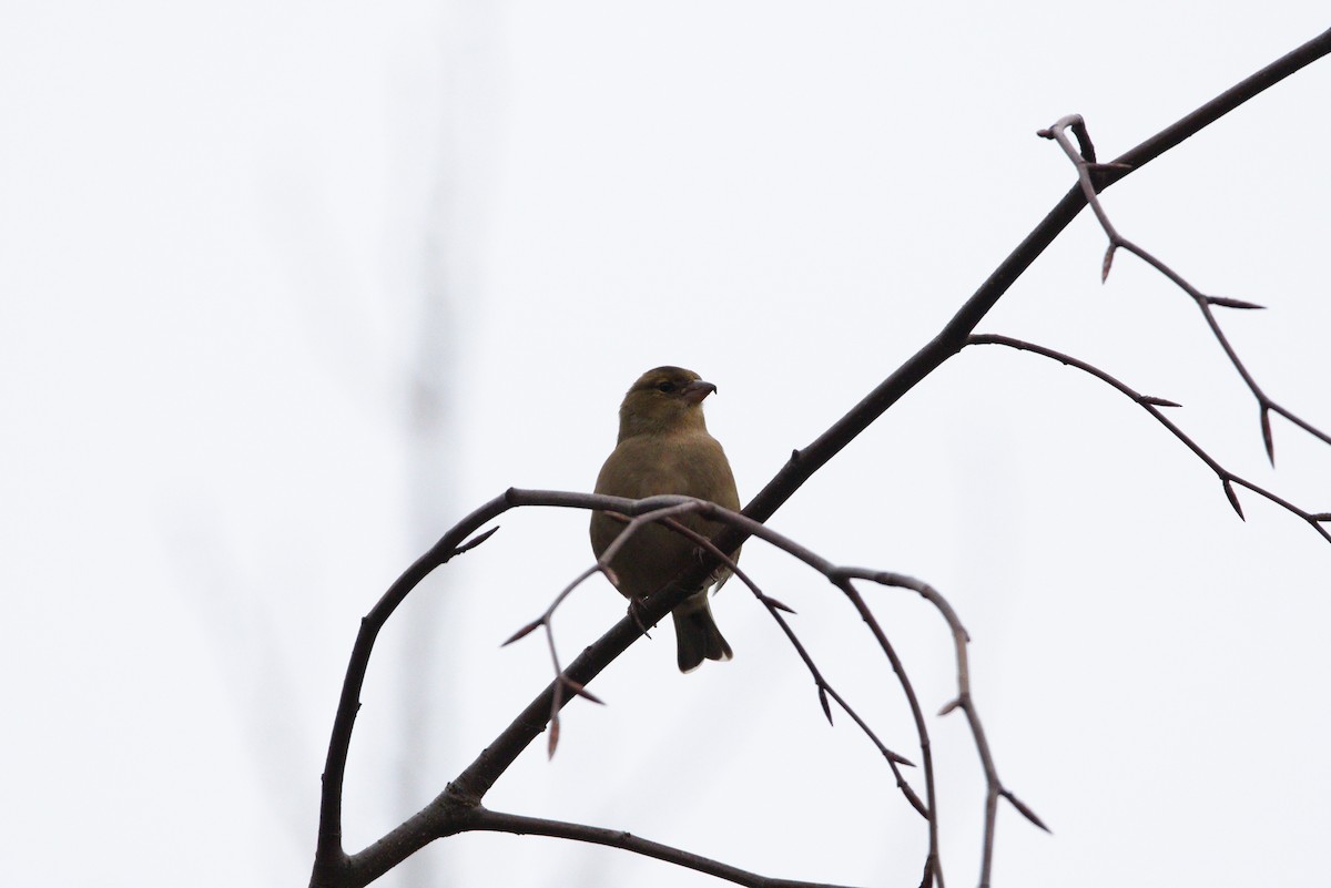 Common Chaffinch - ML627622486