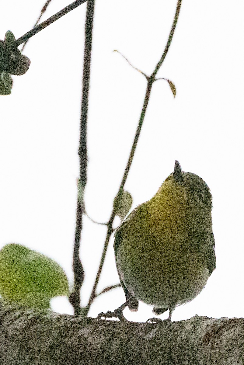 Yellow-throated Vireo - ML627622492