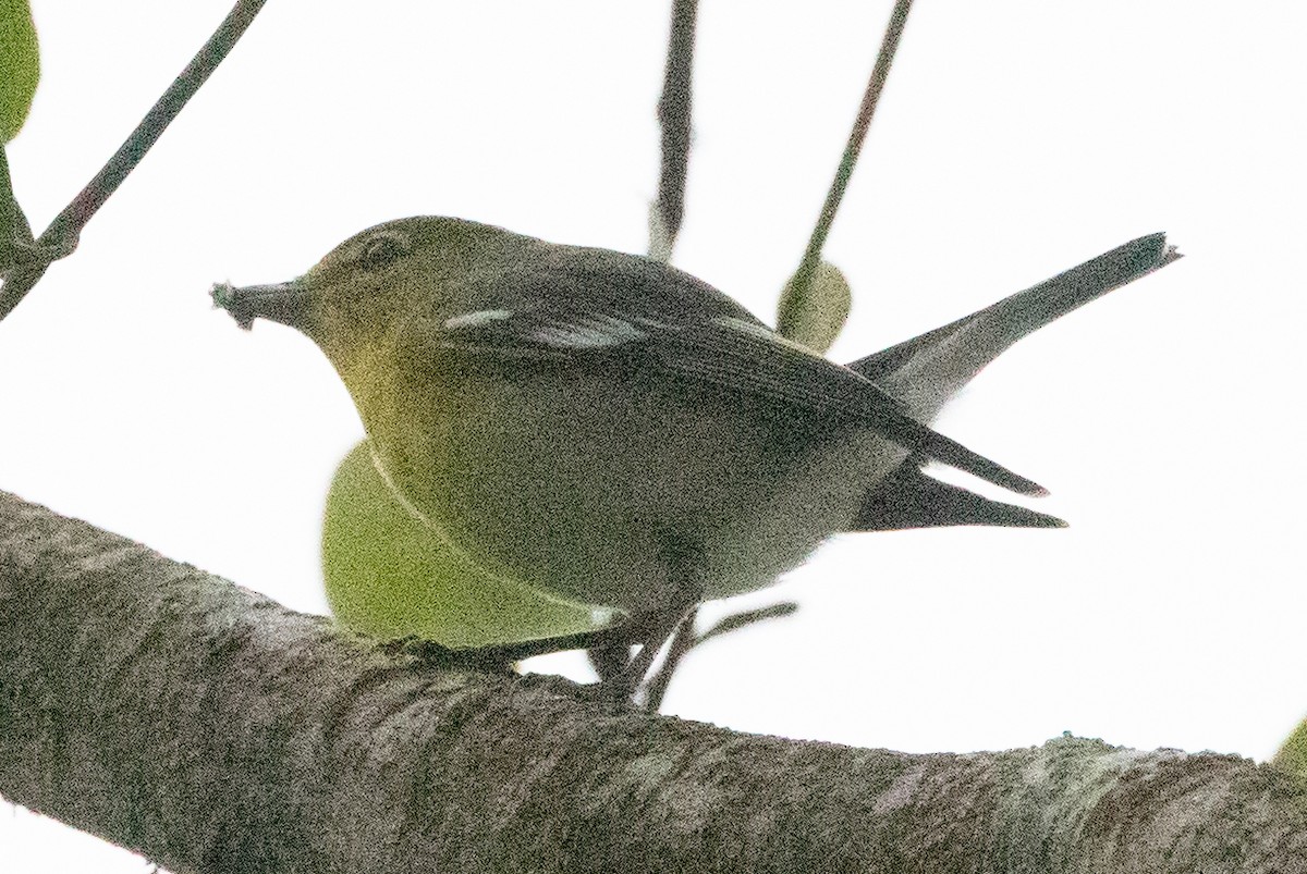 Yellow-throated Vireo - ML627622493