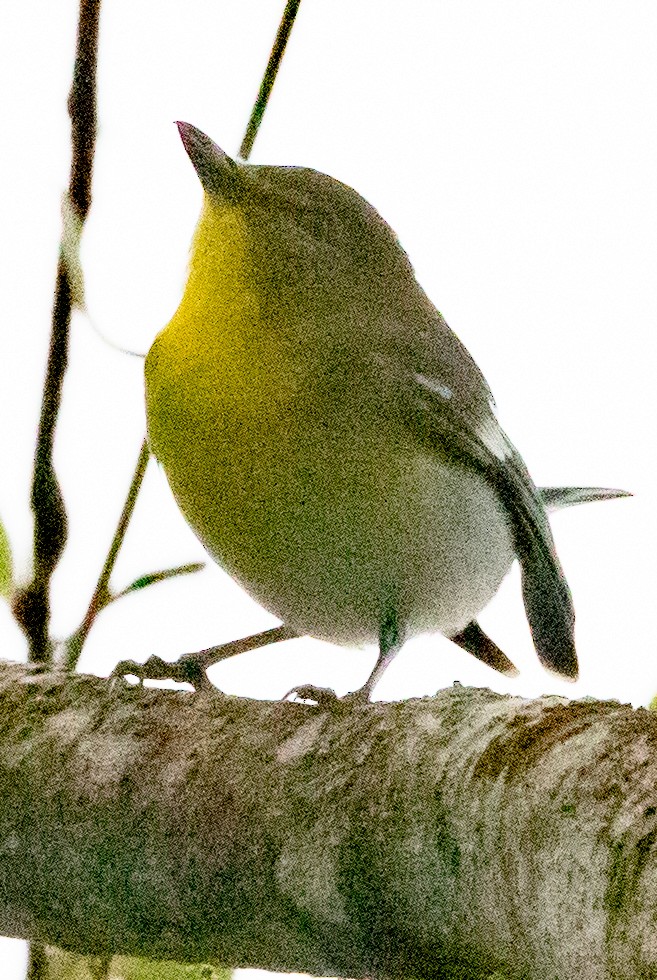 Yellow-throated Vireo - ML627622494