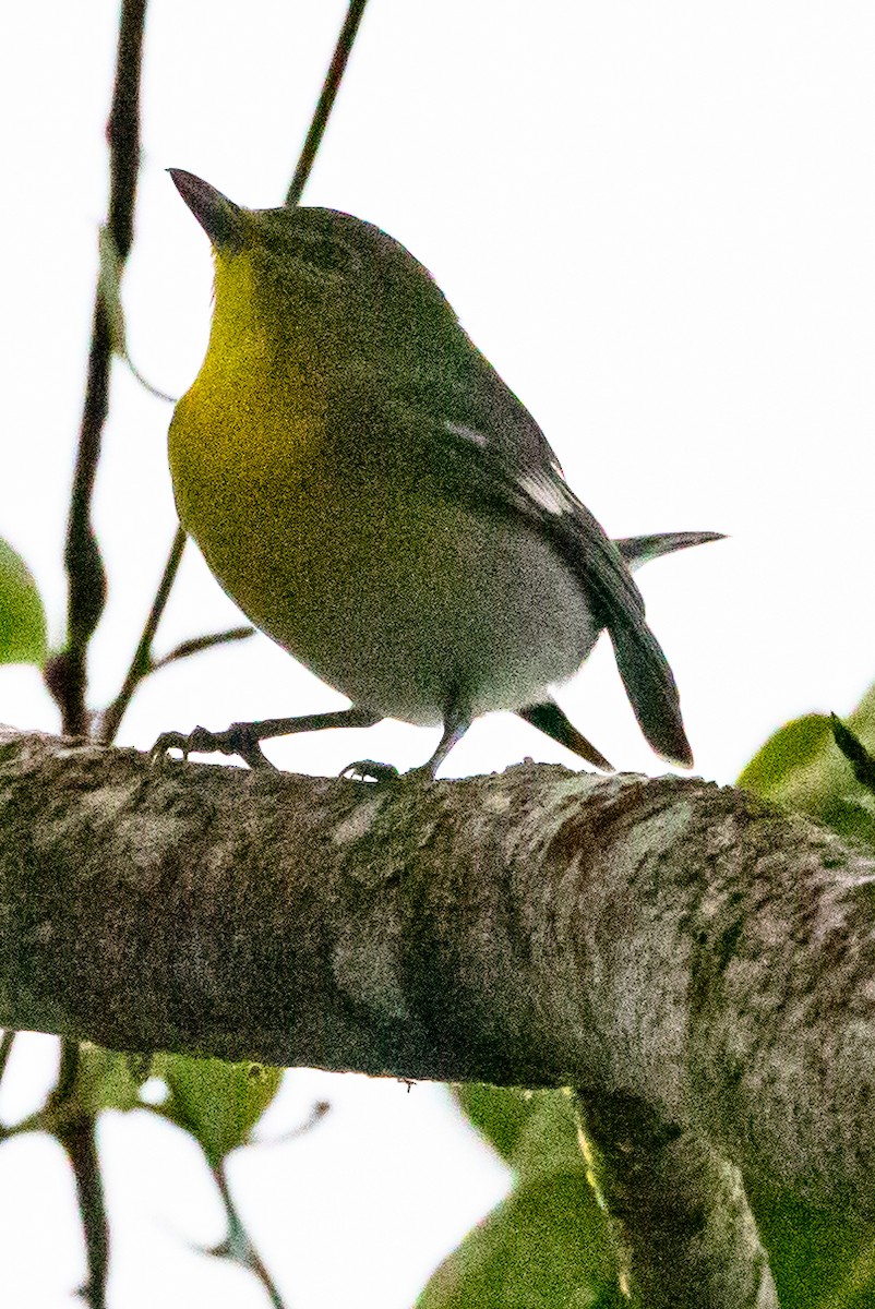 Yellow-throated Vireo - ML627622496