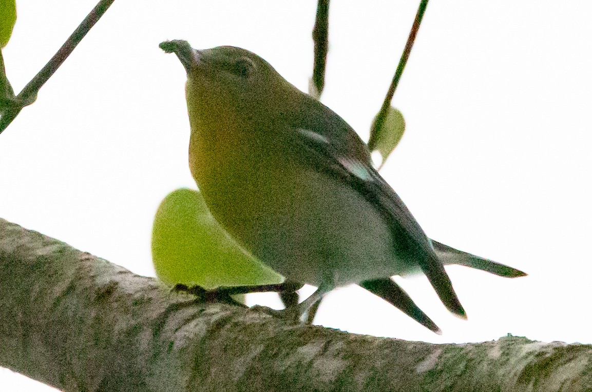 Yellow-throated Vireo - ML627622497