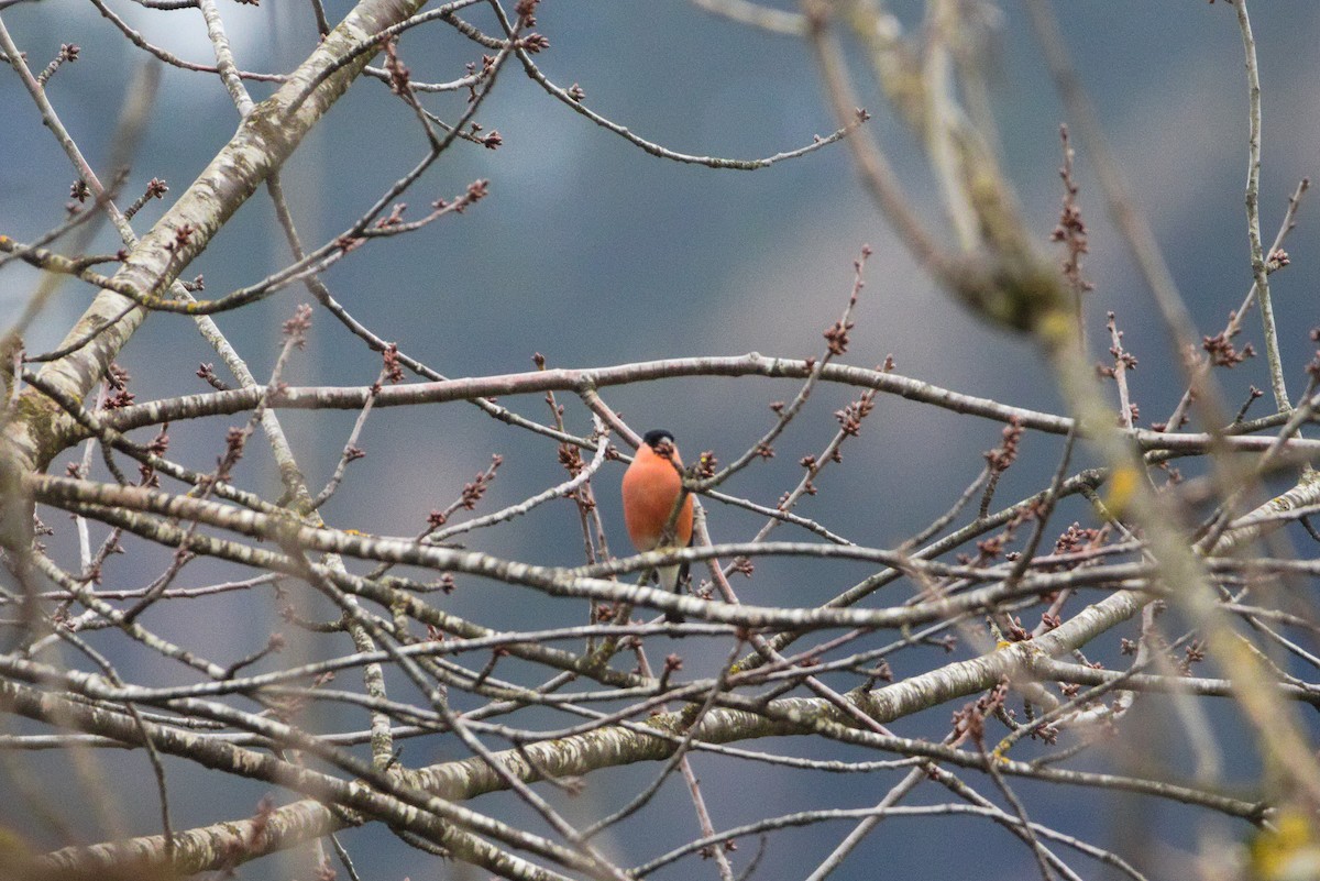 Eurasian Bullfinch - ML627622500