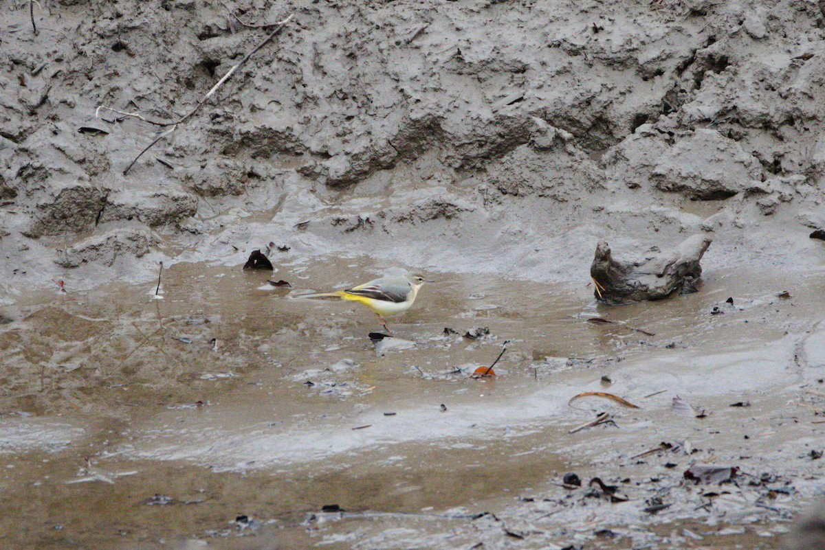 Gray Wagtail - ML627622510