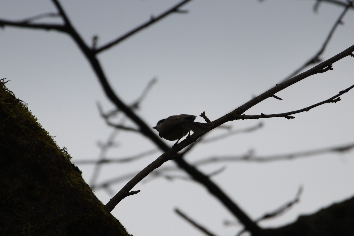 Marsh Tit - ML627622514