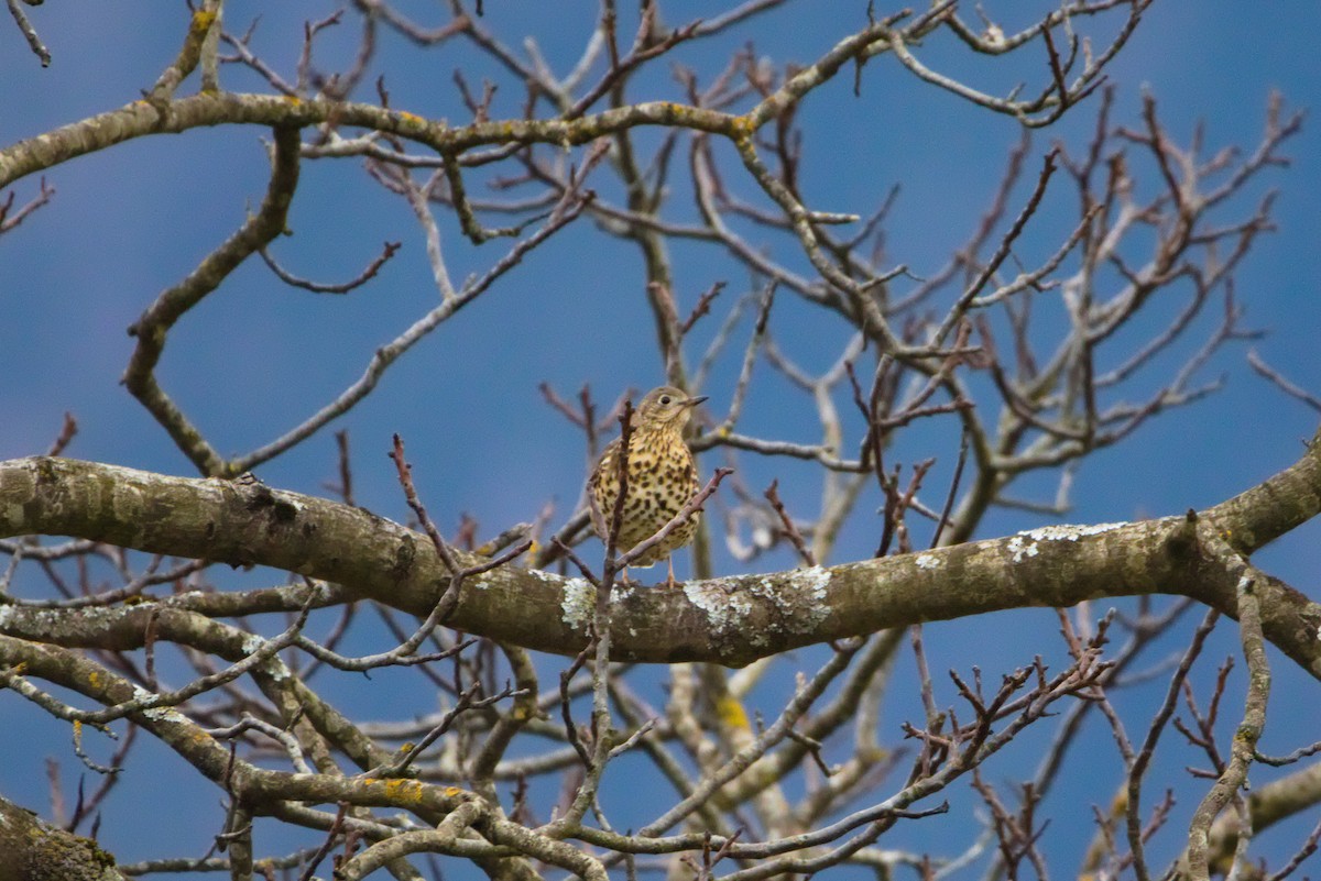 Mistle Thrush - ML627622577