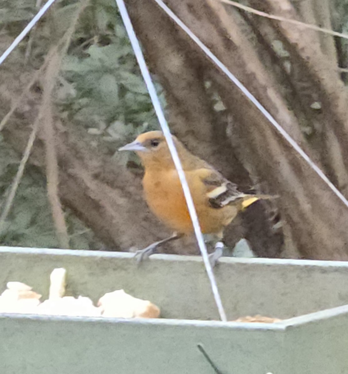 Baltimore Oriole - ML627622605