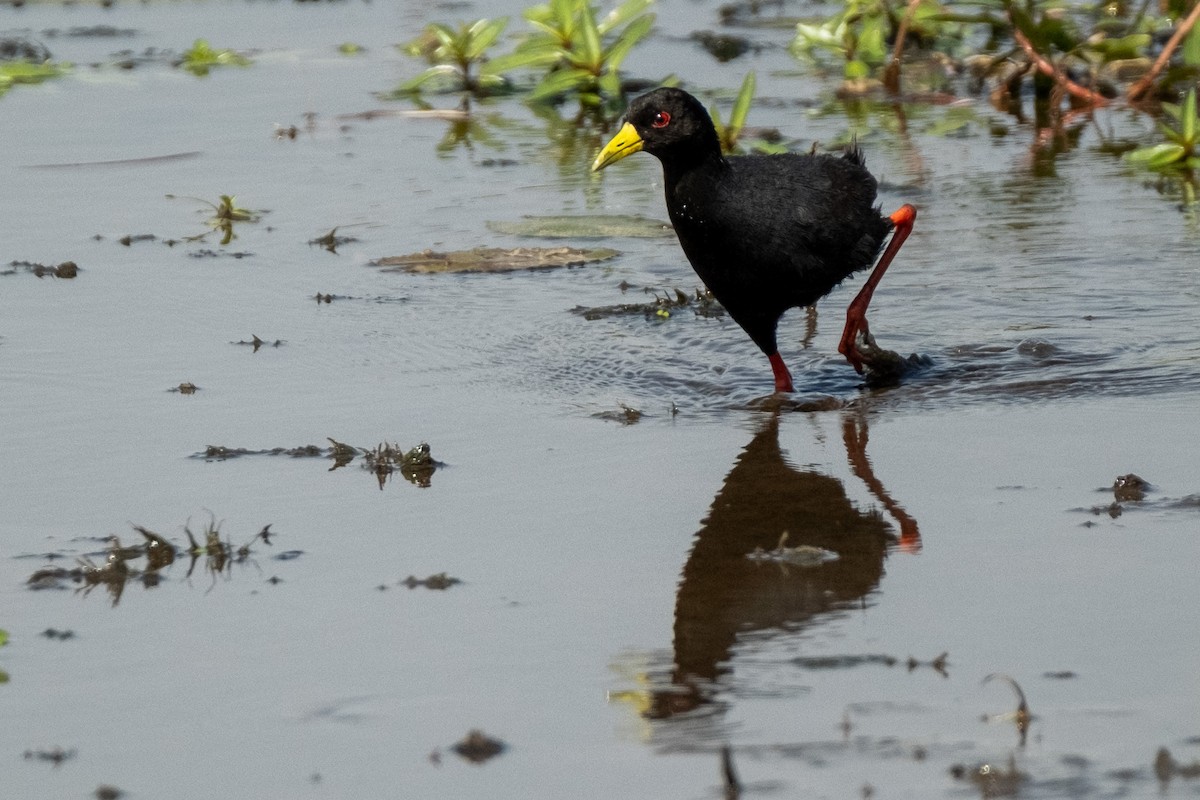 Black Crake - ML627622623