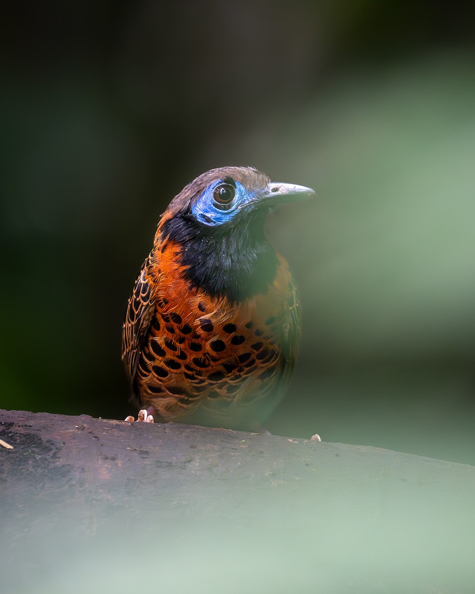 Ocellated Antbird - ML627622643