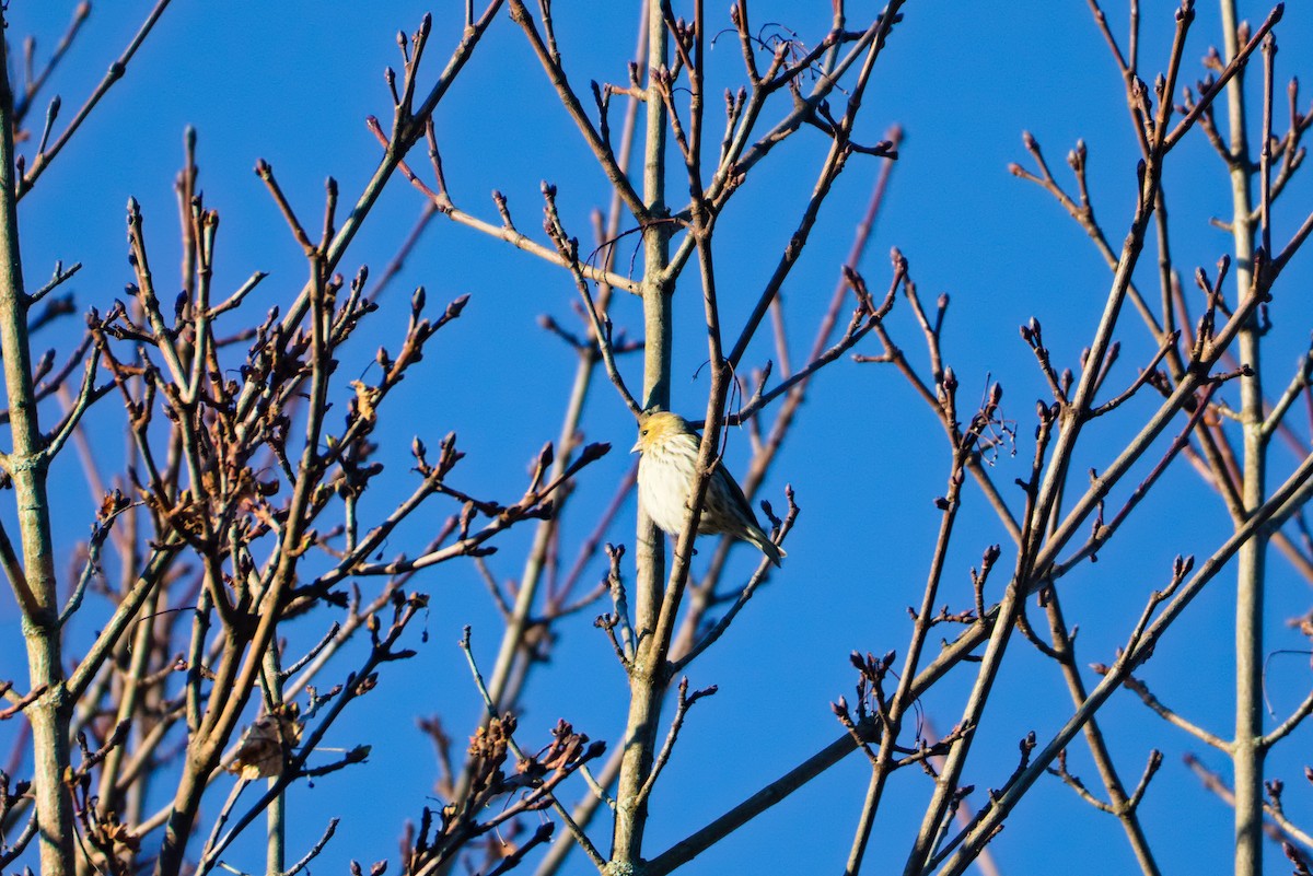 Eurasian Siskin - ML627622672