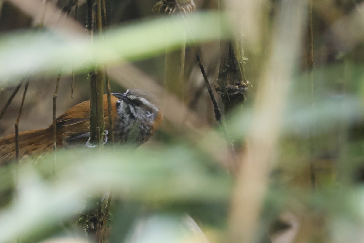 Inca Wren - ML627622700