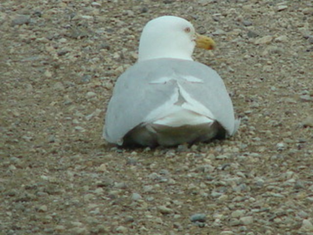 Glaucous Gull - ML62762271
