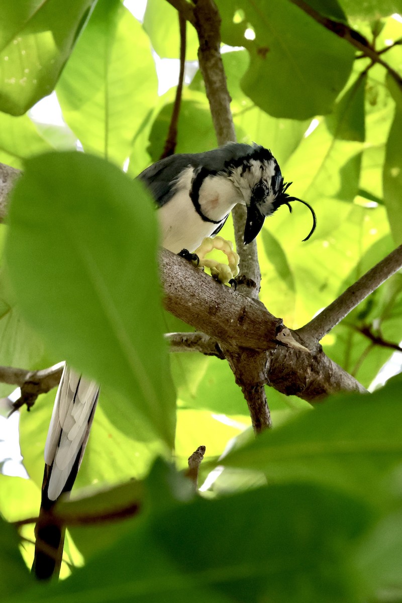 White-throated Magpie-Jay - ML627622719