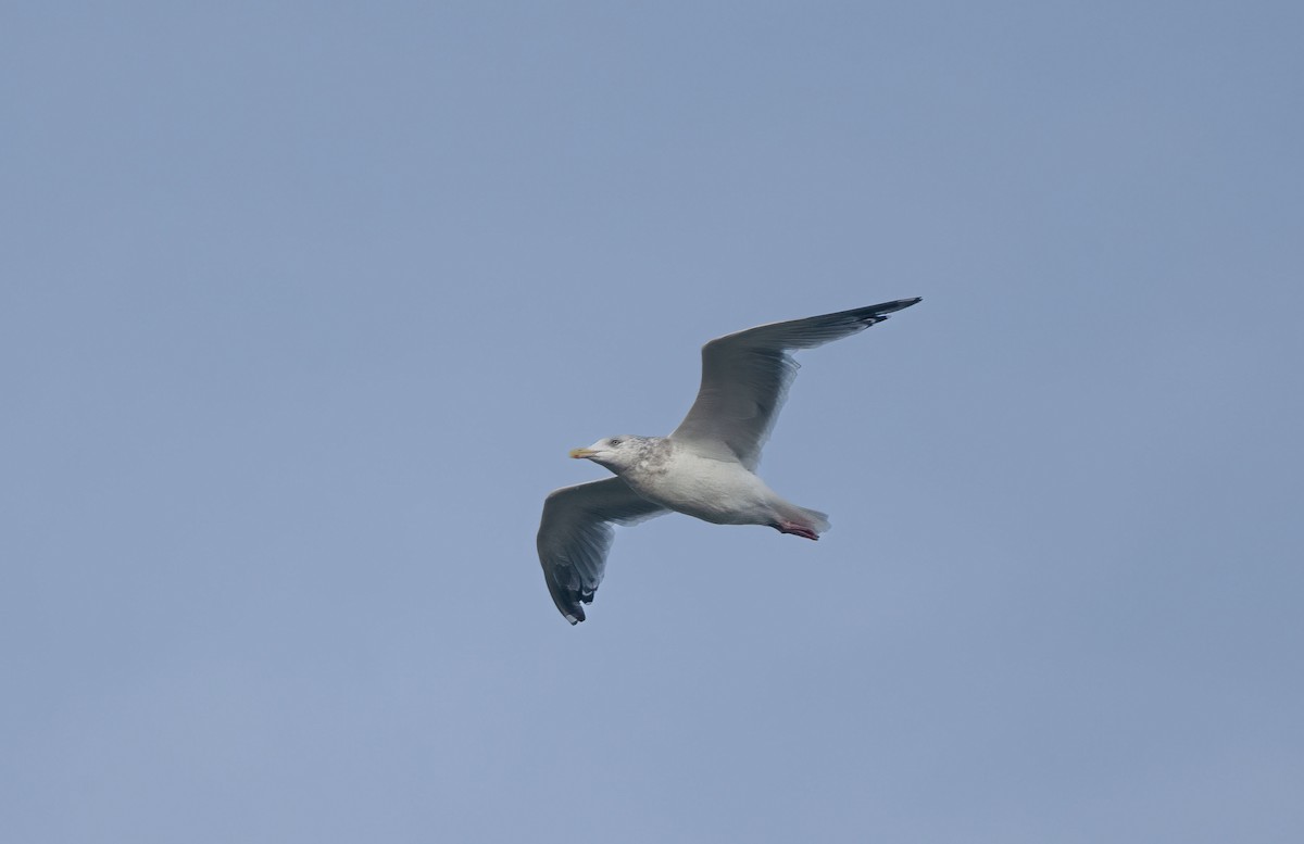 Gaviota Argéntea Americana - ML627622721