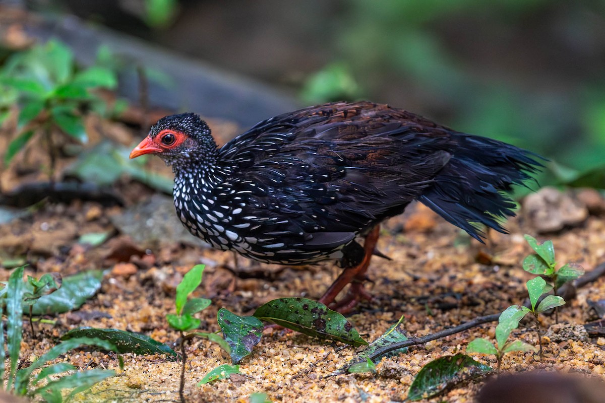 Sri Lanka Spurfowl - ML627622794