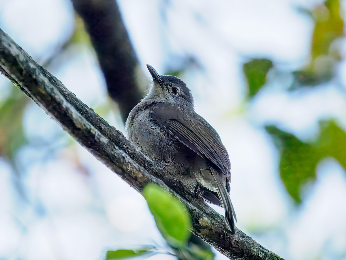 Terrestrial Brownbul - ML627622815