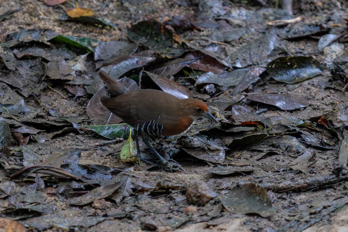 Slaty-legged Crake - ML627622877