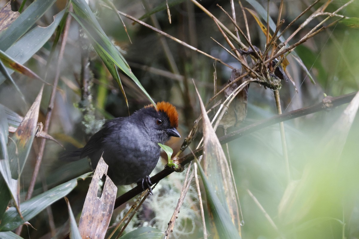 Cuzco Brushfinch - ML627622922