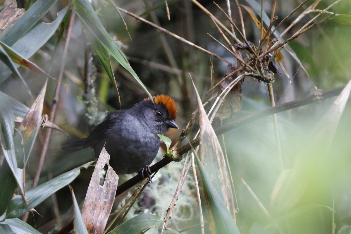 Cuzco Brushfinch - ML627622924