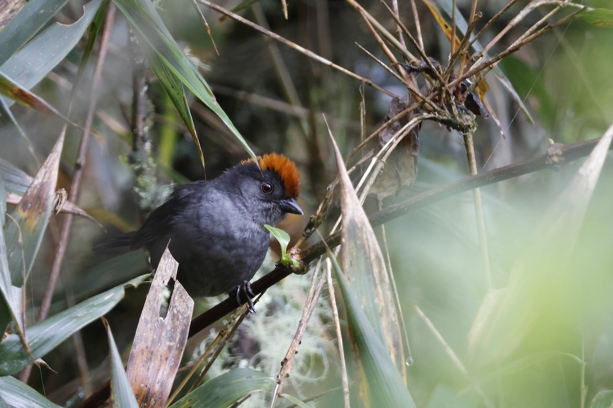 Cuzco Brushfinch - ML627622925