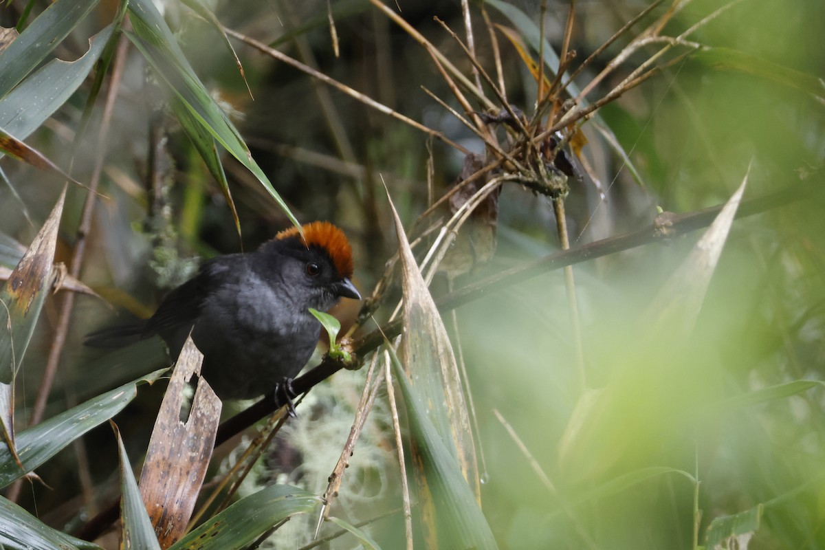 Cuzco Brushfinch - ML627622926