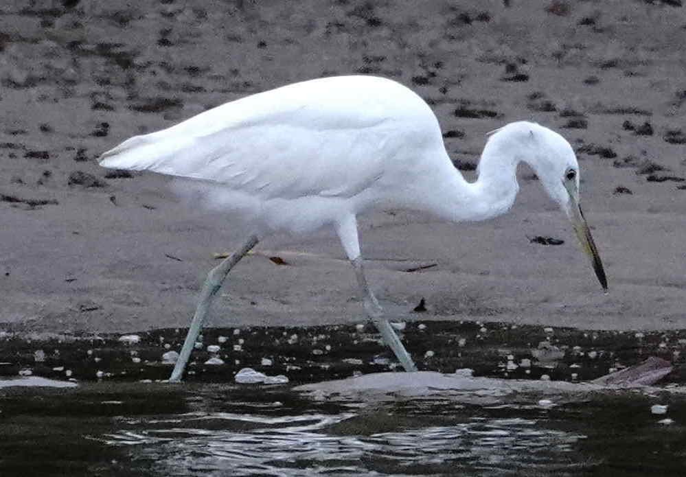 Chinese Egret - ML627622928