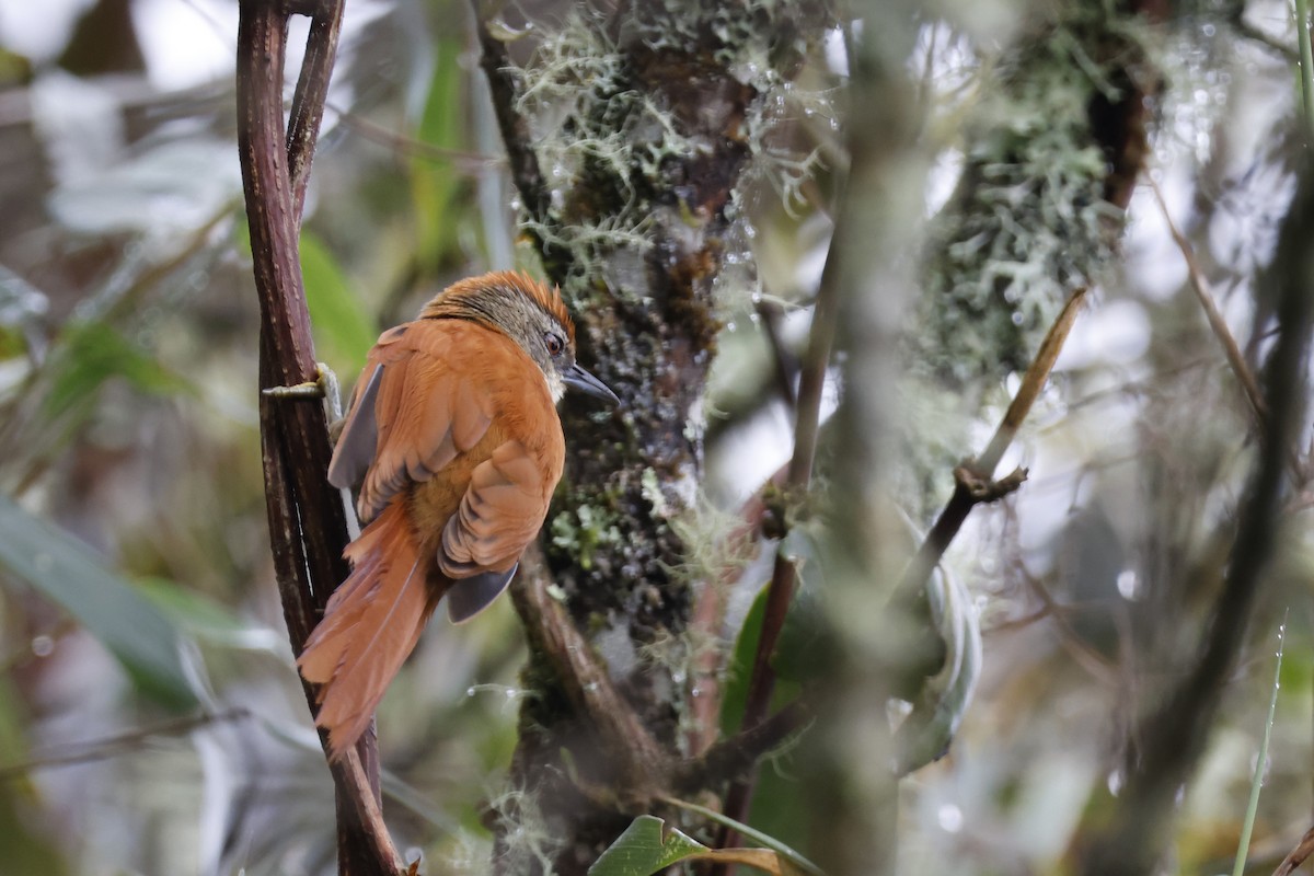 Marcapata Spinetail - ML627622946
