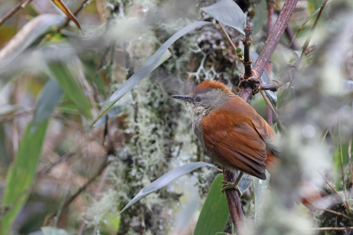 Marcapata Spinetail - ML627622947