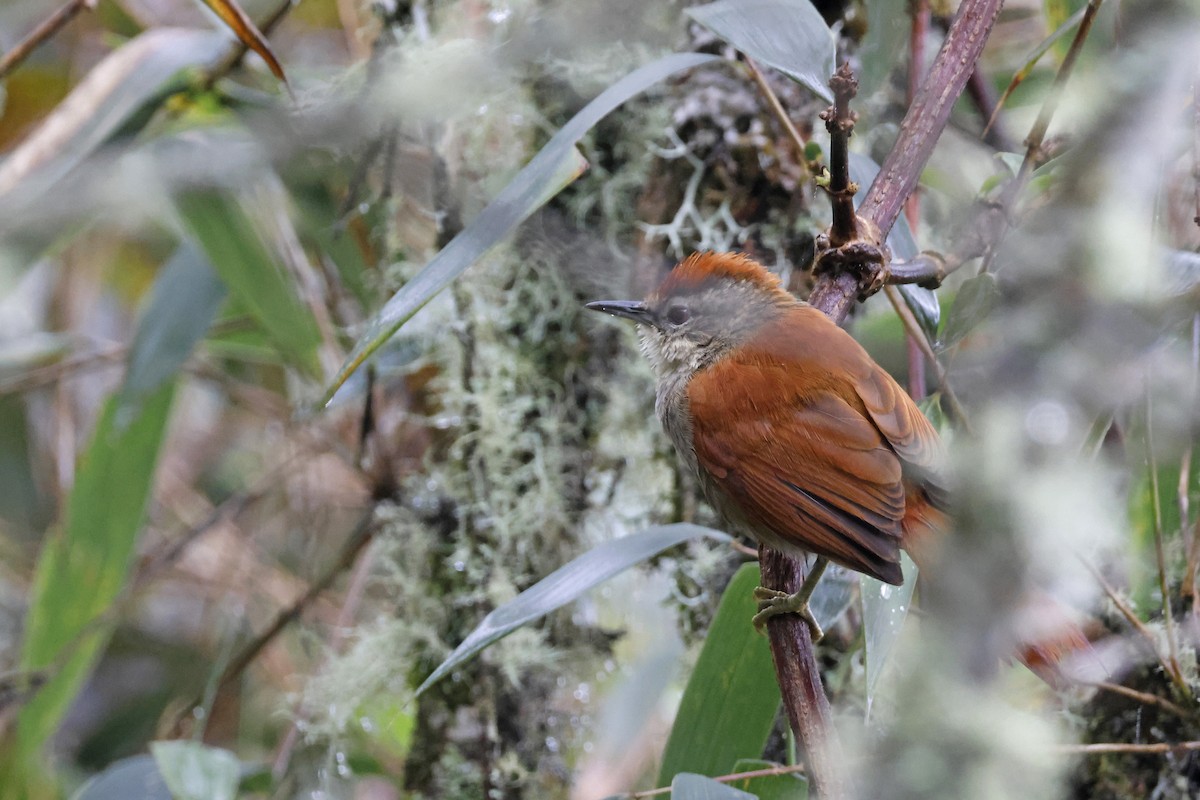 Marcapata Spinetail - ML627622948