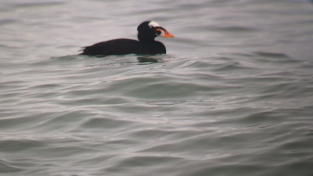 Surf Scoter - ML627622971