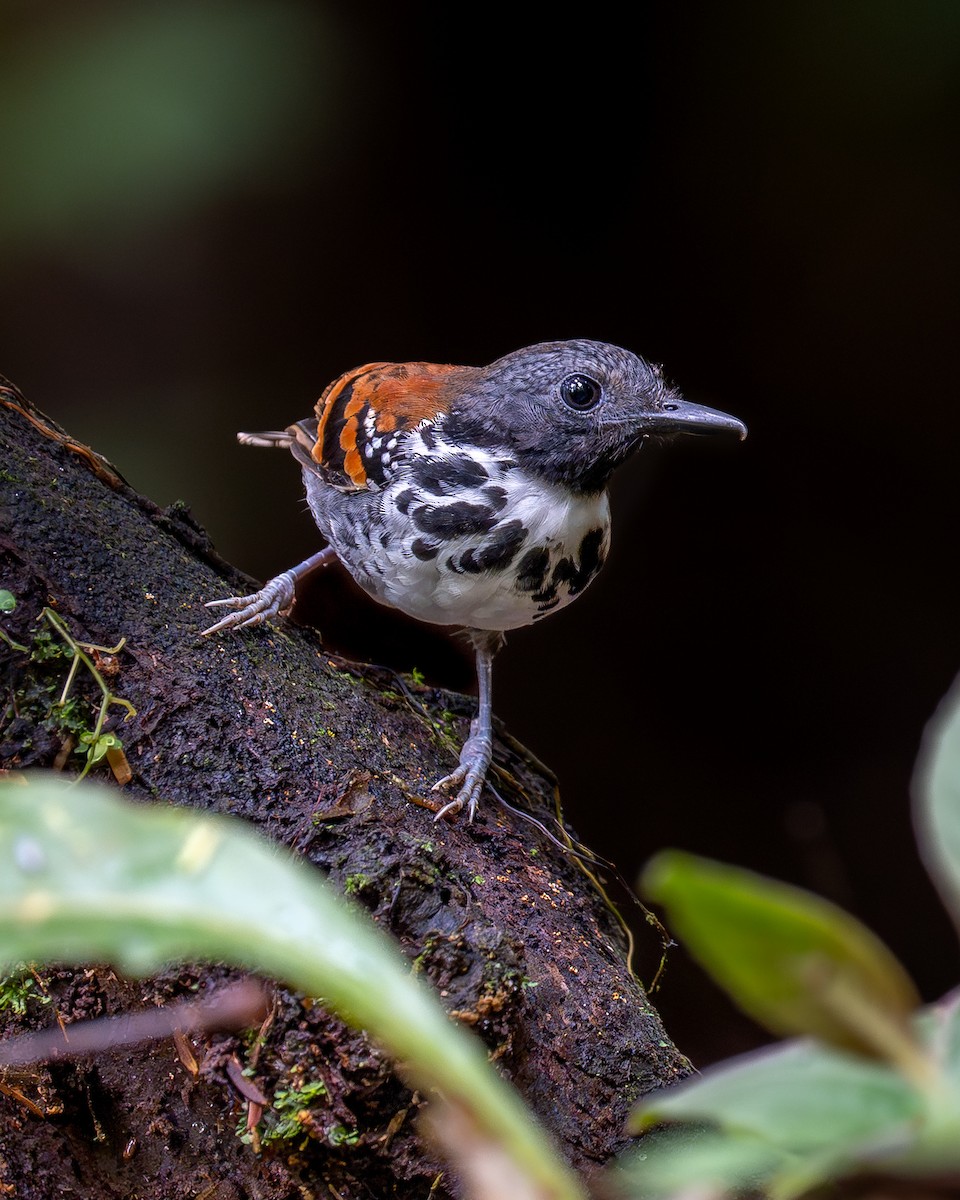 Spotted Antbird - ML627622984