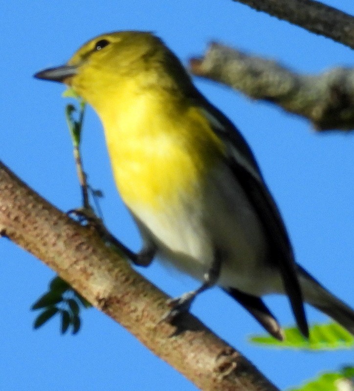 Yellow-throated Vireo - ML627623180