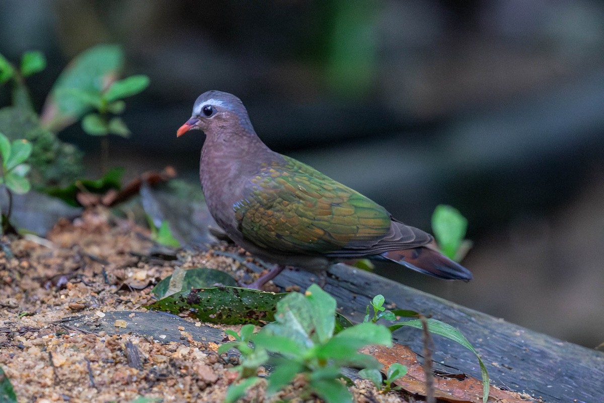 Asian Emerald Dove - ML627623192