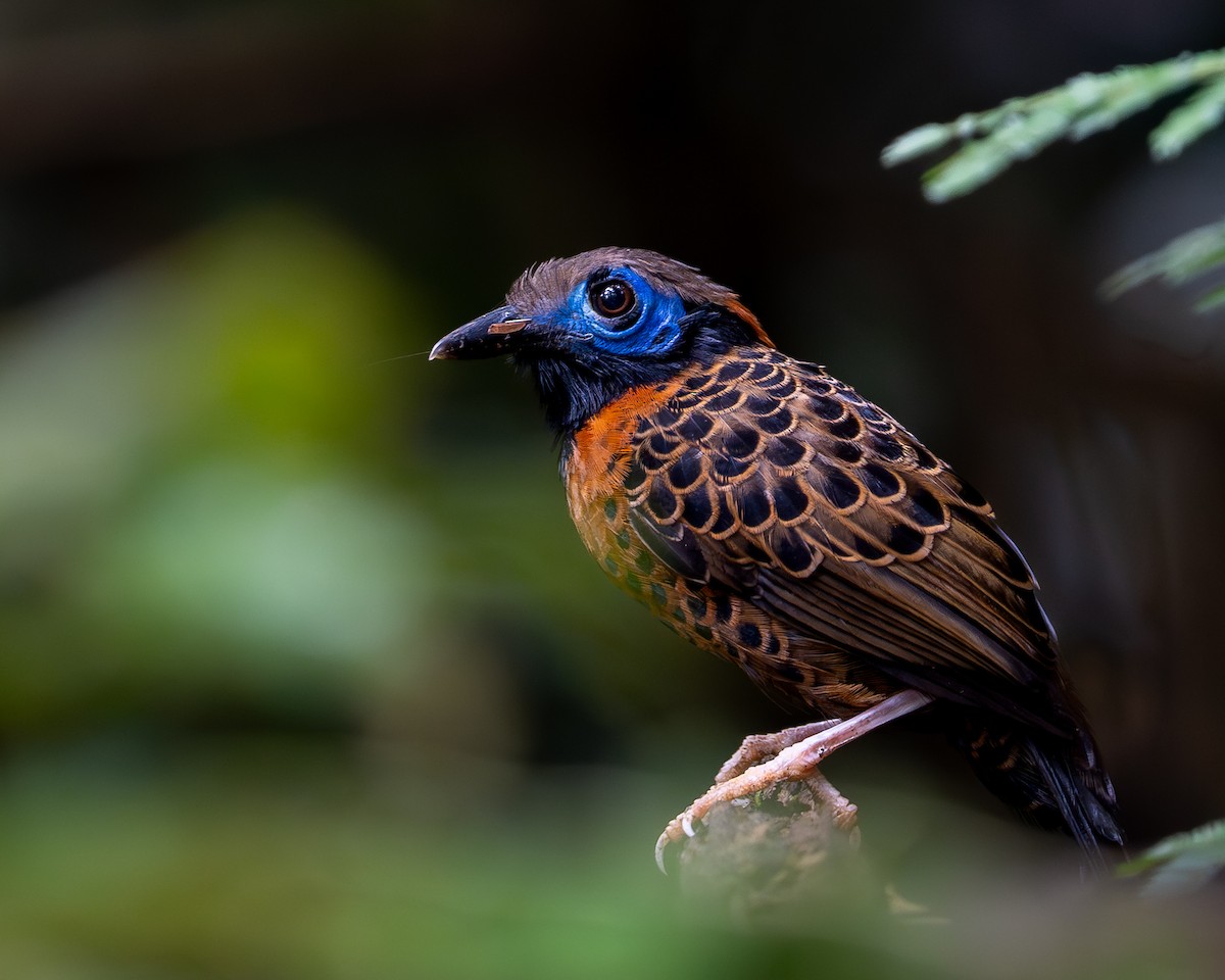 Ocellated Antbird - ML627623284