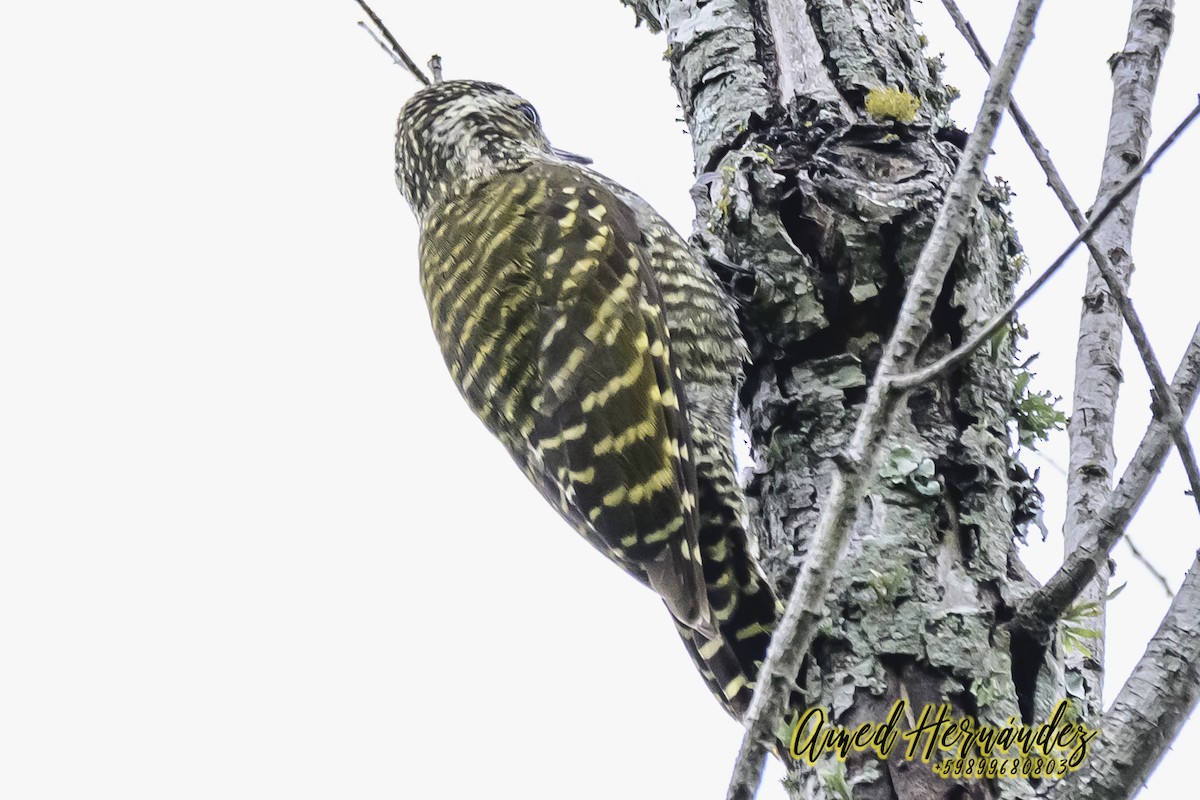 White-spotted Woodpecker - ML627623339