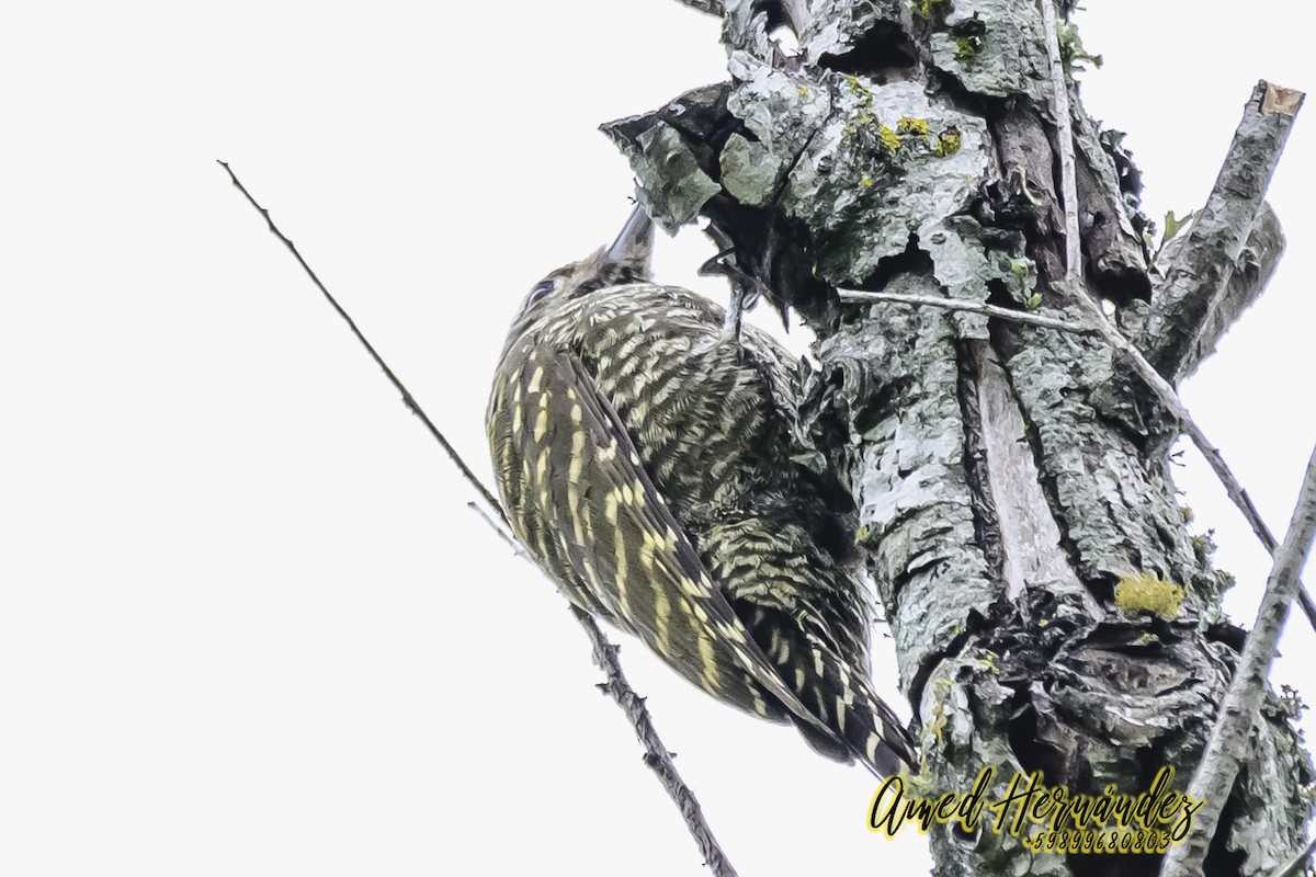 White-spotted Woodpecker - ML627623340