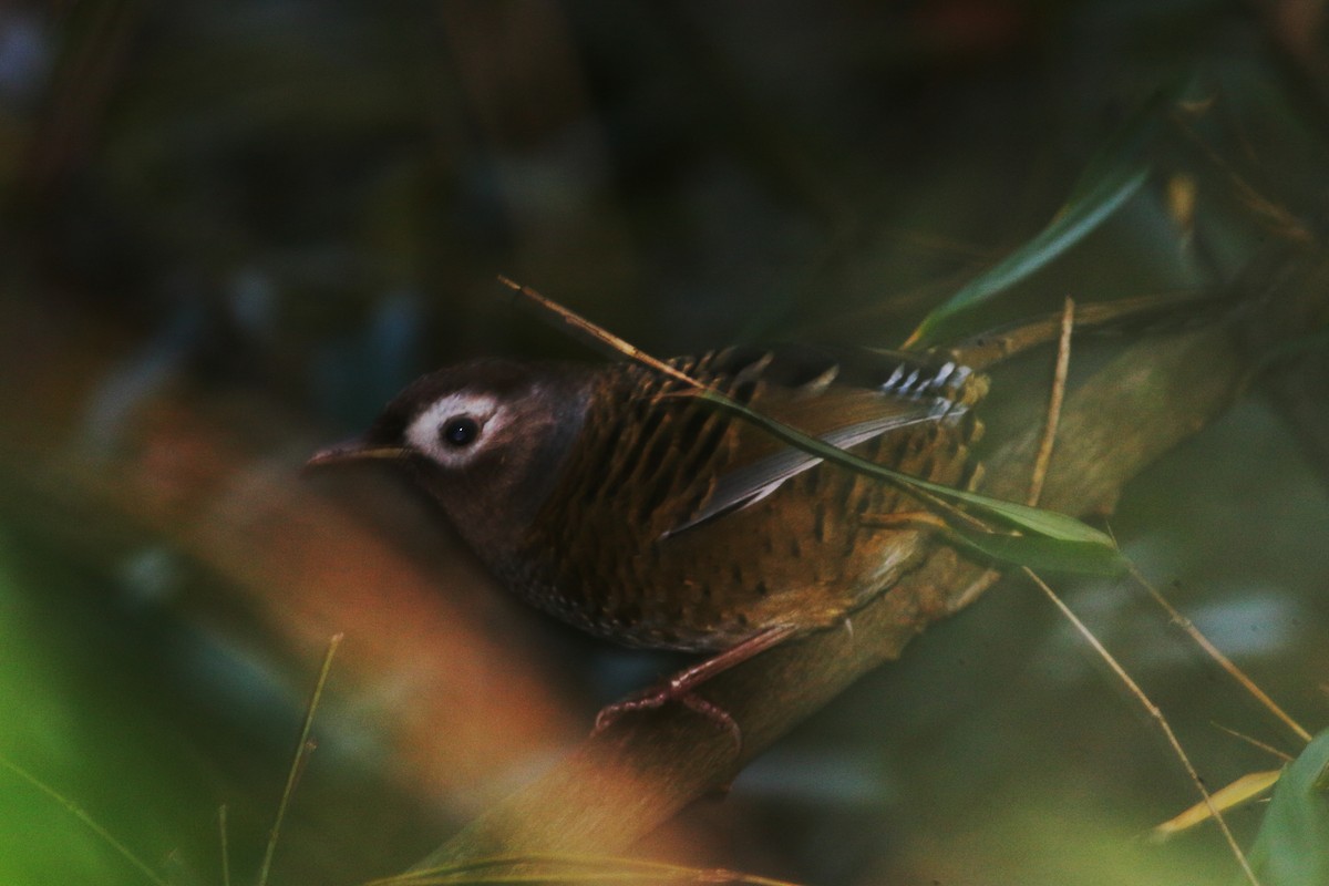 Barred Laughingthrush - ML627623389