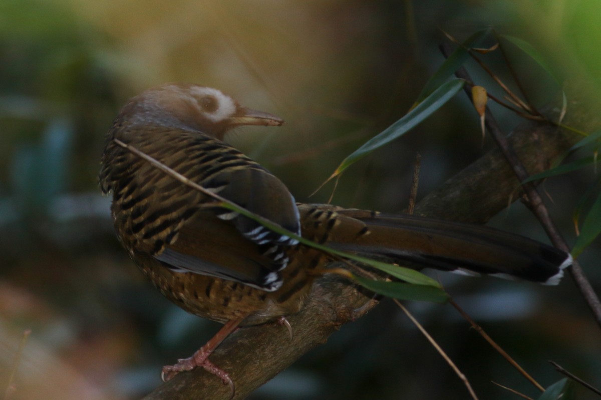 Barred Laughingthrush - ML627623390