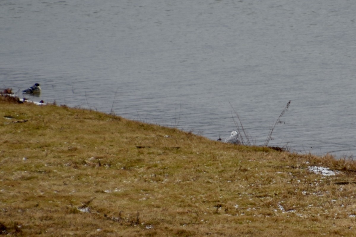 Snowy Owl - ML627623443