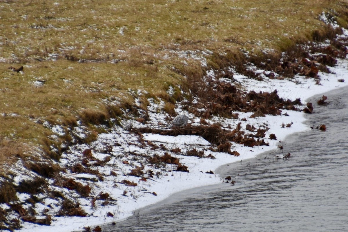 Snowy Owl - ML627623444