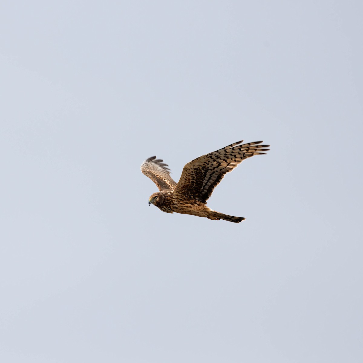 Northern Harrier - ML627623512
