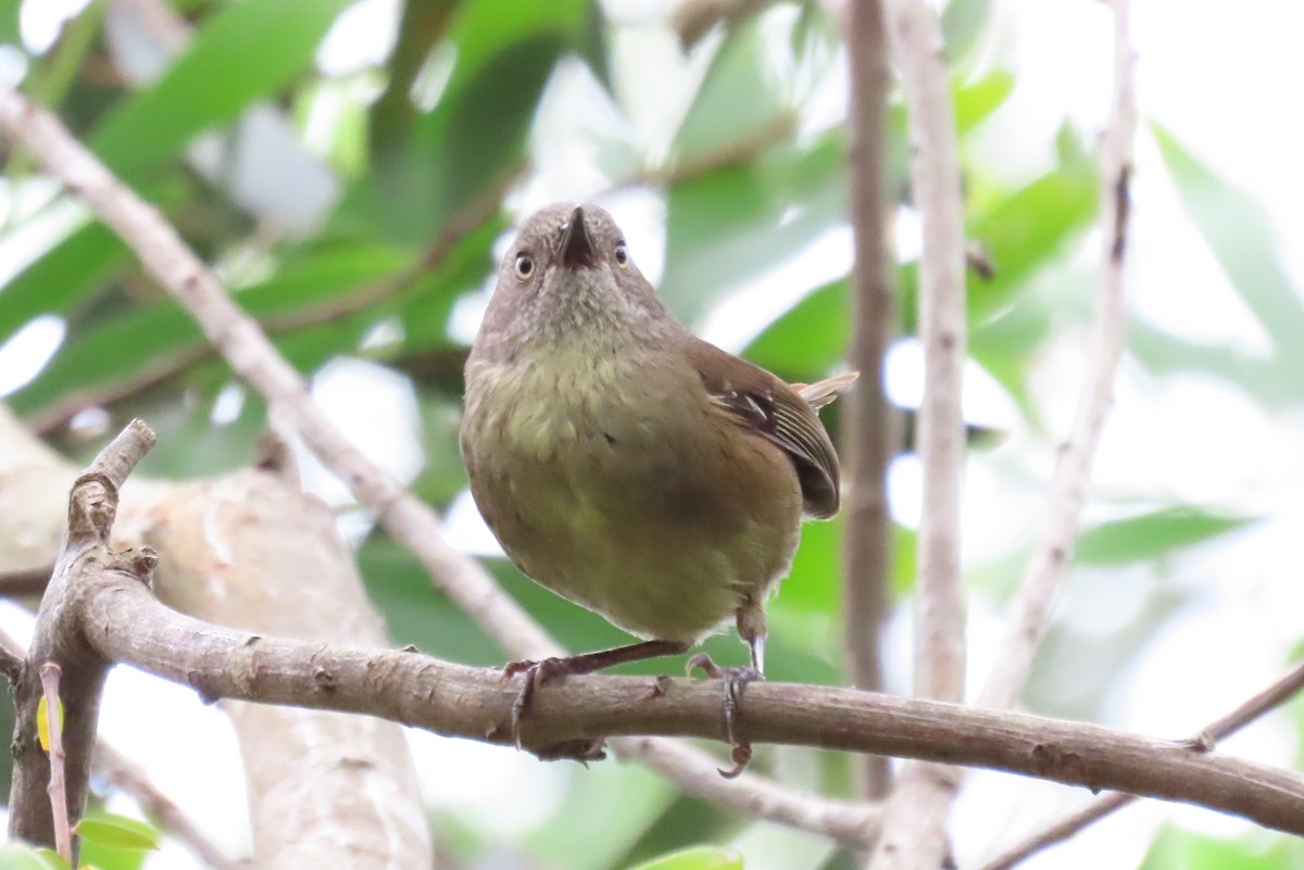 Tasmanian Scrubwren - ML627623518