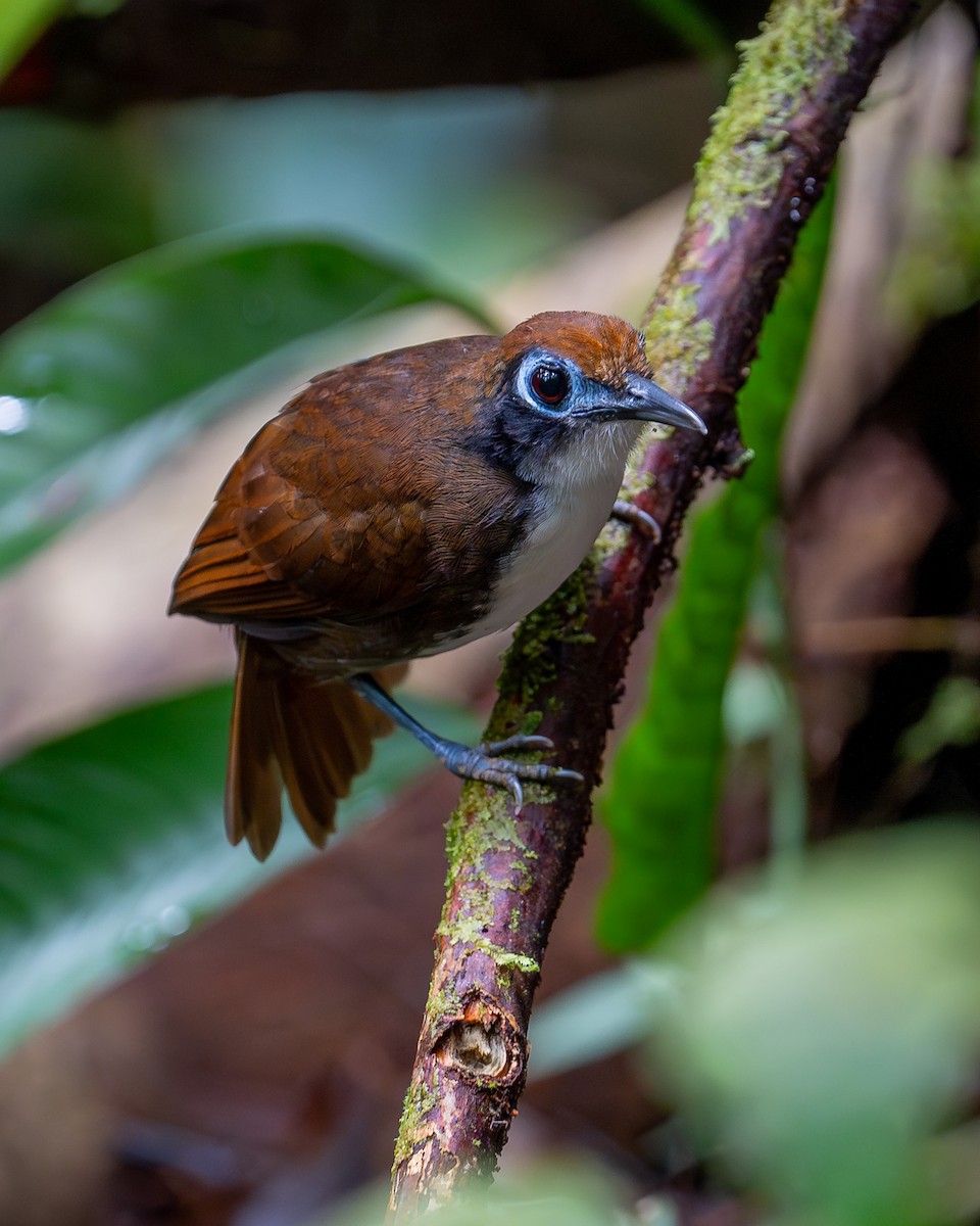 Bicolored Antbird - ML627623538