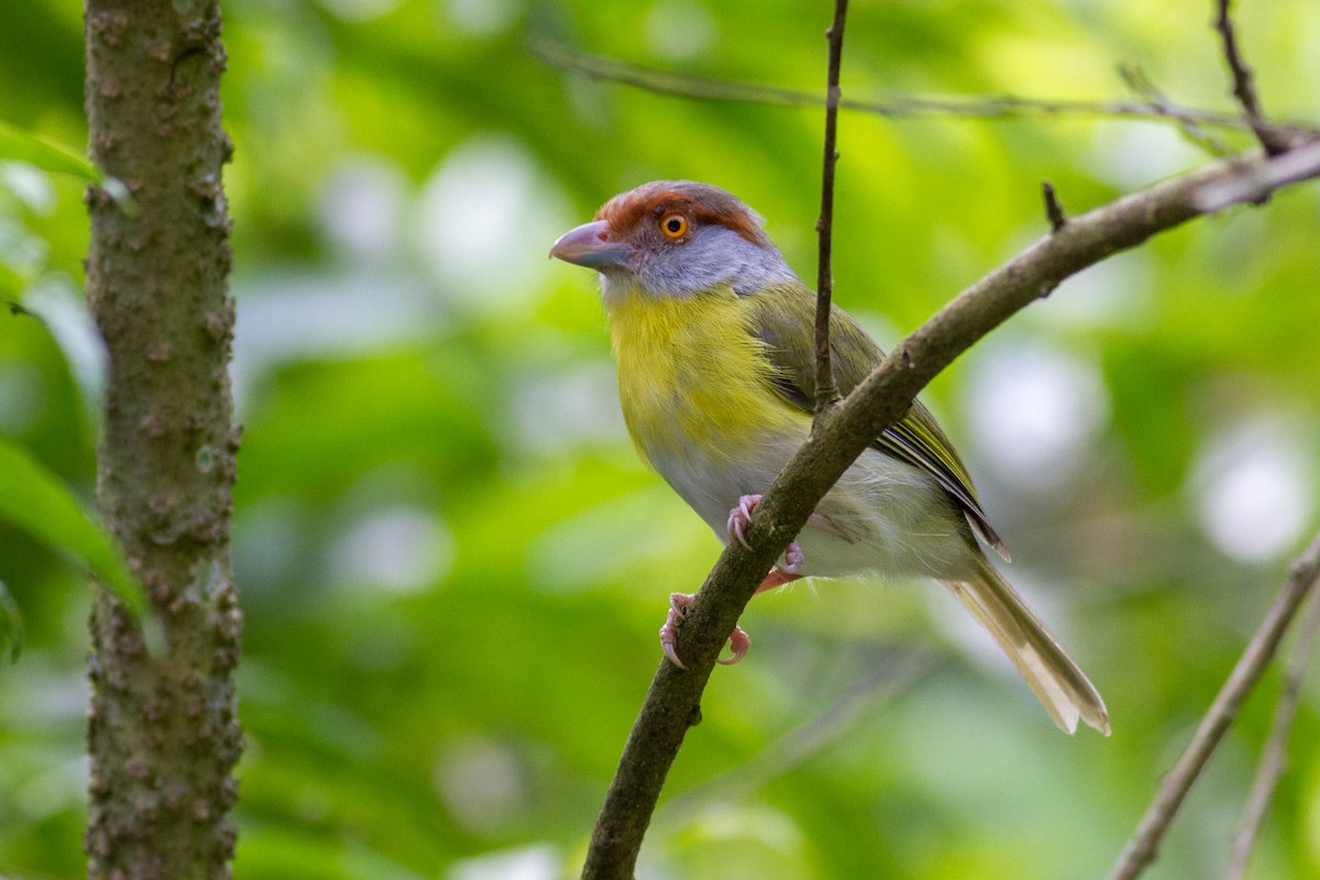 Rufous-browed Peppershrike - ML627623825