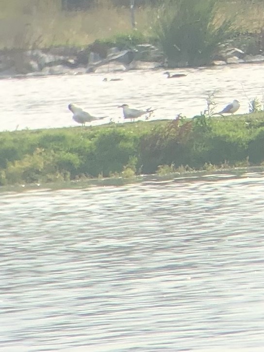 Caspian Tern - ML627623876