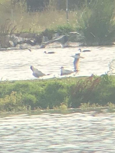 Caspian Tern - ML627623877
