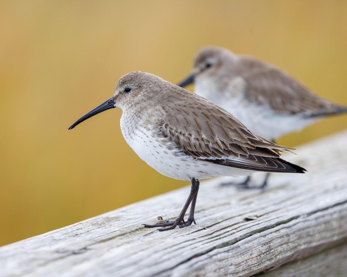 Dunlin - ML627623879